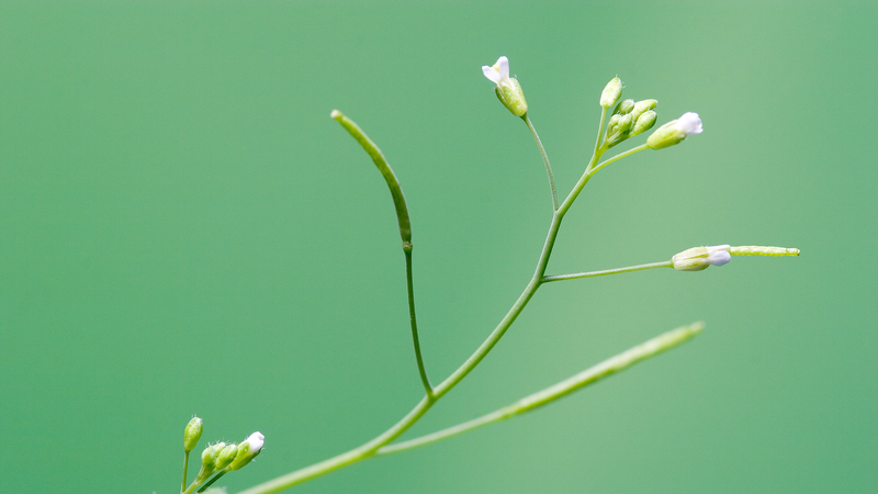 Chinese_Scientists_Unveil_PlantGPT_for_Genomic_Breakthroughs