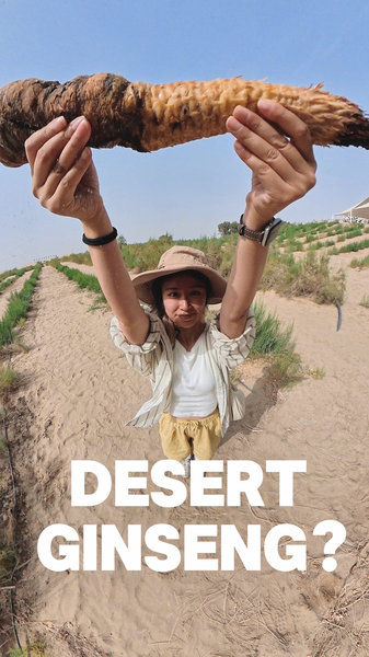 Desert Ginseng Fights Sand, Fuels Growth in Xinjiang Desert_Ginseng_Fights_Sand__Fuels_Growth_in_Xinjiang video poster