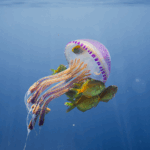 Exploring_the_Deep_Blue__World_Oceans_Day_Highlights_Marine_Mysteries