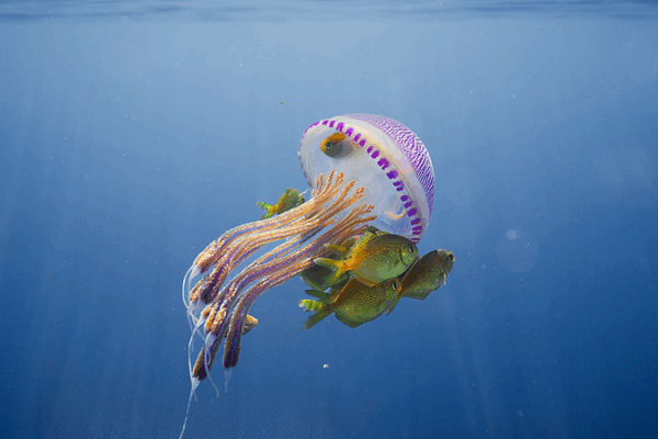 Exploring the Deep Blue: World Oceans Day Highlights Marine Mysteries Exploring_the_Deep_Blue__World_Oceans_Day_Highlights_Marine_Mysteries
