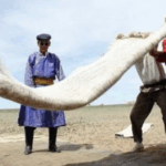 Felt_Making_Traditions_Weave_Cultural_Legacy_Across_Central_Asia