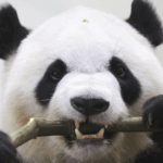 Four_Giant_Pandas_Depart_Japan_for_China_in_2025 - Khabar Asia Four_Giant_Pandas_Depart_Japan_for_China_in_2025