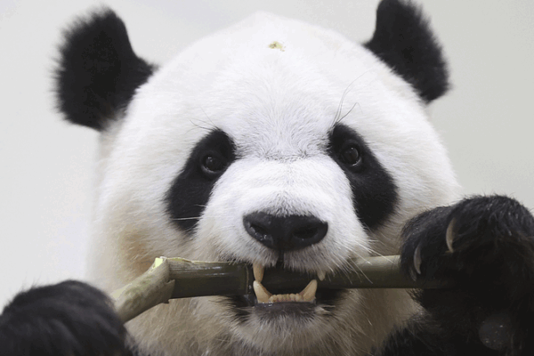 Four Giant Pandas Depart Japan for China in 2025 Four_Giant_Pandas_Depart_Japan_for_China_in_2025