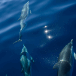 France_Champions_Marine_Conservation_at_UN_Ocean_Conference - Khabar Asia France_Champions_Marine_Conservation_at_UN_Ocean_Conference