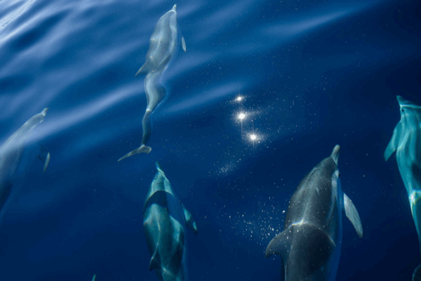 France Champions Marine Conservation at UN Ocean Conference France_Champions_Marine_Conservation_at_UN_Ocean_Conference