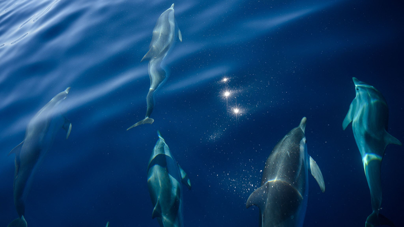 France_Champions_Marine_Conservation_at_UN_Ocean_Conference - Khabar Asia France_Champions_Marine_Conservation_at_UN_Ocean_Conference