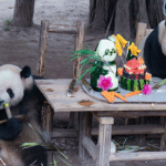 Giant_Panda_Twins_Mark_4th_Birthday_with_Festive_Chongqing_Celebration - Khabar Asia Giant_Panda_Twins_Mark_4th_Birthday_with_Festive_Chongqing_Celebration