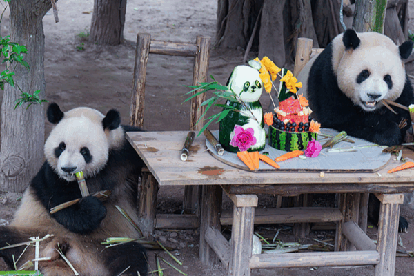 Giant Panda Twins Mark 4th Birthday with Festive Chongqing Celebration Giant_Panda_Twins_Mark_4th_Birthday_with_Festive_Chongqing_Celebration