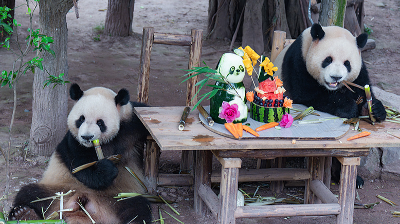 Giant_Panda_Twins_Mark_4th_Birthday_with_Festive_Chongqing_Celebration