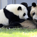 Giant_Pandas_Return_to_China_from_Japan__Marking_Conservation_Milestone