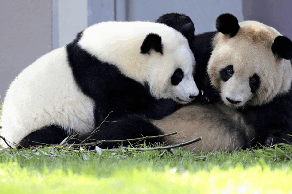 Giant Pandas Return to China from Japan, Marking Conservation Milestone Giant_Pandas_Return_to_China_from_Japan__Marking_Conservation_Milestone