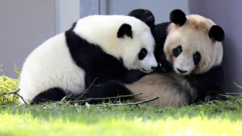 Giant_Pandas_Return_to_China_from_Japan__Marking_Conservation_Milestone