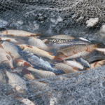 Global_Marine_Fish_Stocks_Face_Overfishing_Crisis__FAO_Report - Khabar Asia Global_Marine_Fish_Stocks_Face_Overfishing_Crisis__FAO_Report