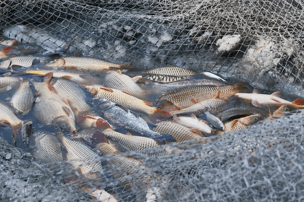 Global Marine Fish Stocks Face Overfishing Crisis: FAO Report Global_Marine_Fish_Stocks_Face_Overfishing_Crisis__FAO_Report