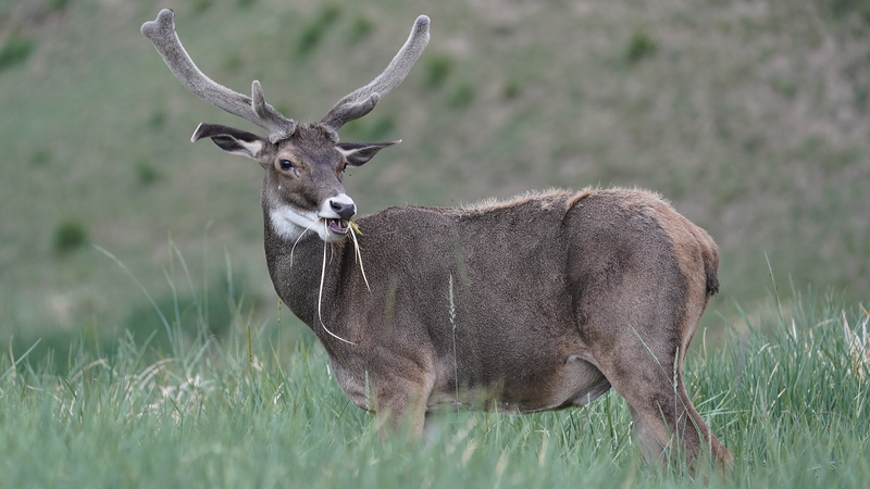 Gut Microbes Key to Cervid Survival on Qinghai-Xizang Plateau Gut_Microbes_Key_to_Cervid_Survival_on_Qinghai_Xizang_Plateau
