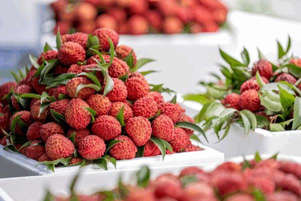 Haikou’s Volcanic Lychees Boost Rural Revitalization in Hainan Haikou_s_Volcanic_Lychees_Boost_Rural_Revitalization_in_Hainan