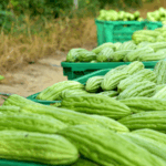 Hainan_s_Fengmu_Town_Celebrates_Bountiful_Bitter_Gourd_Harvest - Khabar Asia Hainan_s_Fengmu_Town_Celebrates_Bountiful_Bitter_Gourd_Harvest