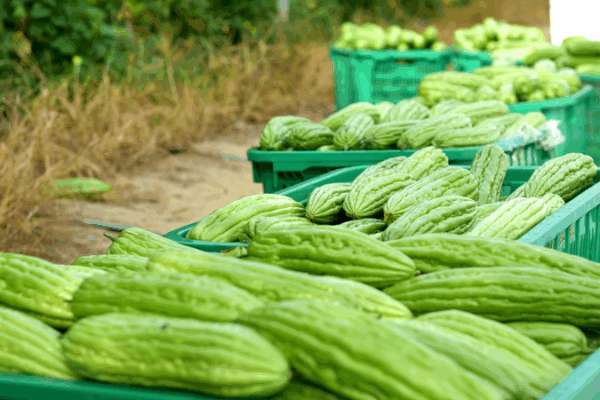 Hainan’s Fengmu Town Celebrates Bountiful Bitter Gourd Harvest Hainan_s_Fengmu_Town_Celebrates_Bountiful_Bitter_Gourd_Harvest