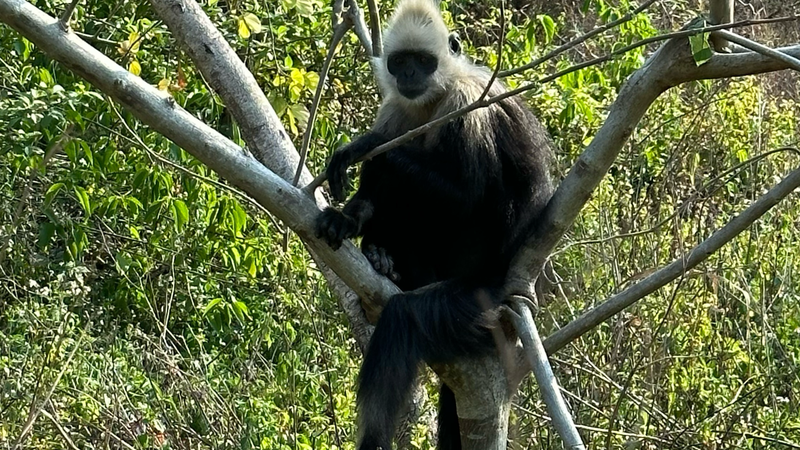 How Monkey Poop Is Saving China’s Endangered White-Headed Langurs How Monkey Poop Is Saving China’s Endangered White-Headed Langurs video poster