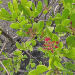 International_Day_of_the_Tropics__Celebrating_Biodiversity_Amid_Climate_Challenges