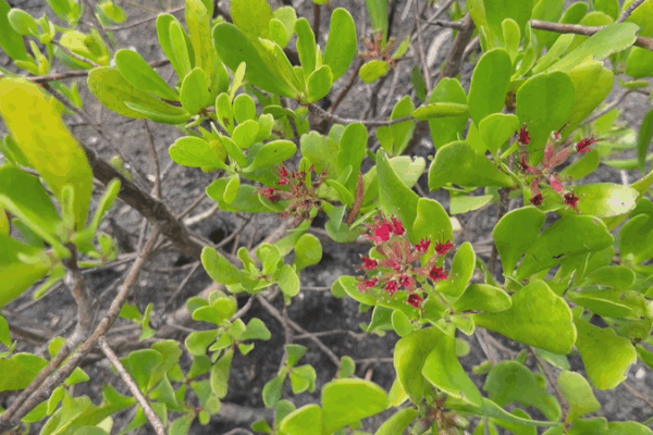 International Day of the Tropics: Celebrating Biodiversity Amid Climate Challenges International_Day_of_the_Tropics__Celebrating_Biodiversity_Amid_Climate_Challenges
