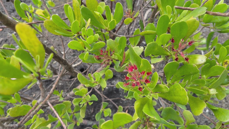 International_Day_of_the_Tropics__Celebrating_Biodiversity_Amid_Climate_Challenges