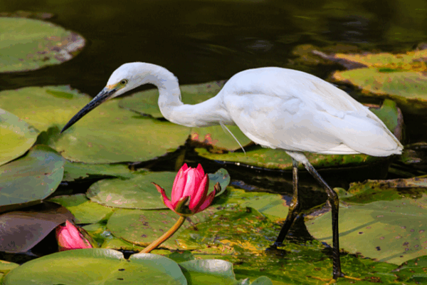 Kunming’s Daguan Park: A Natural Oasis Blending Biodiversity and Heritage Kunming_s_Daguan_Park__A_Natural_Oasis_Blending_Biodiversity_and_Heritage