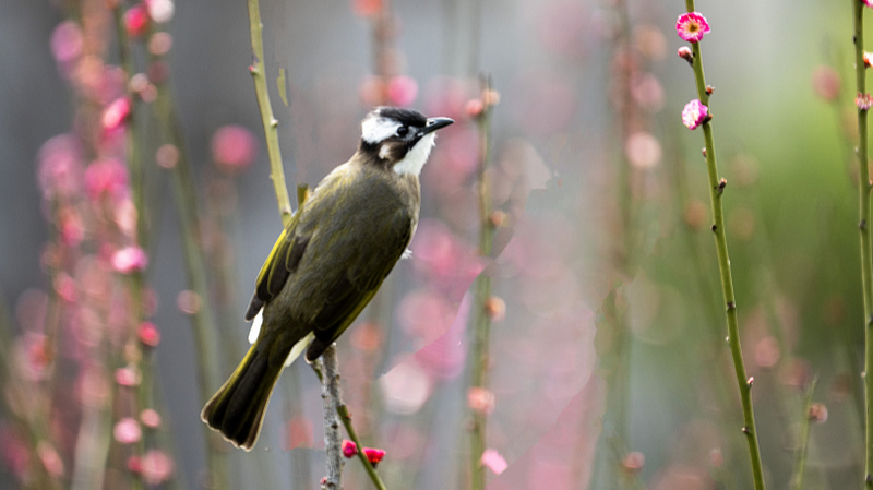 Light_Vented_Bulbuls_Showcase_Teamwork_in_Hainan_Rainforest_poster - Khabar Asia Light_Vented_Bulbuls_Showcase_Teamwork_in_Hainan_Rainforest video poster