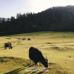 Lulang__Xizang_s_Model_of_Rural_Harmony_and_Prosperity - Khabar Asia Lulang__Xizang_s_Model_of_Rural_Harmony_and_Prosperity