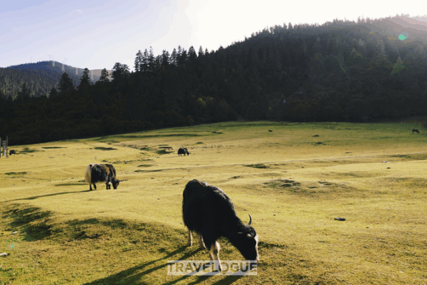 Lulang: Xizang’s Model of Rural Harmony and Prosperity Lulang__Xizang_s_Model_of_Rural_Harmony_and_Prosperity