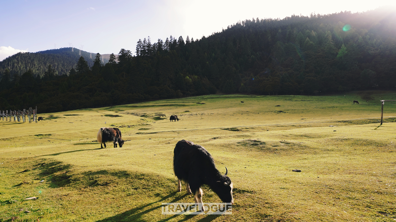 Lulang__Xizang_s_Model_of_Rural_Harmony_and_Prosperity