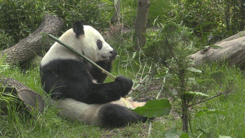 Mexico’s Beloved Panda Xin Xin Celebrates Landmark 35th Birthday Mexico_s_Beloved_Panda_Xin_Xin_Celebrates_Landmark_35th_Birthday video poster
