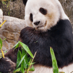 Hong Kong’s Beloved Panda Le Le Celebrates New Twin Cubs video poster