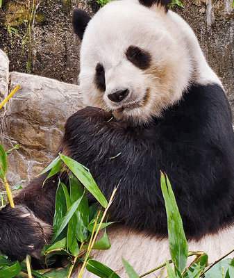 Hong Kong’s Beloved Panda Le Le Celebrates New Twin Cubs Hong Kong’s Beloved Panda Le Le Celebrates New Twin Cubs video poster