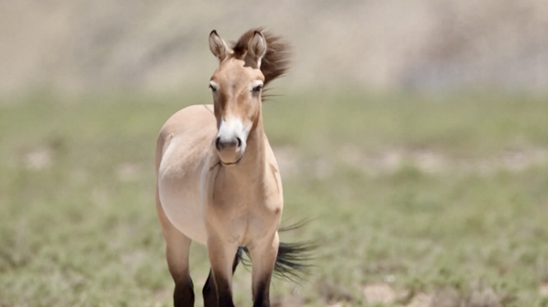 Ningxia Releases Endangered Przewalski’s Horses to Boost Wild Population Ningxia_Releases_Endangered_Przewalski_s_Horses_to_Boost_Wild_Population video poster