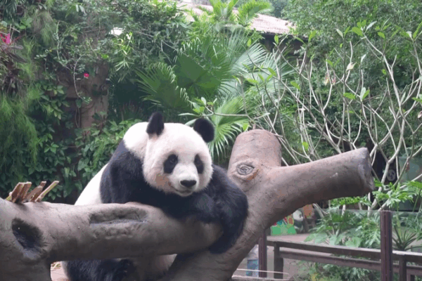 Panda Life in Hainan: A Glimpse into Conservation Success Panda_Life_in_Hainan__A_Glimpse_into_Conservation_Success video poster
