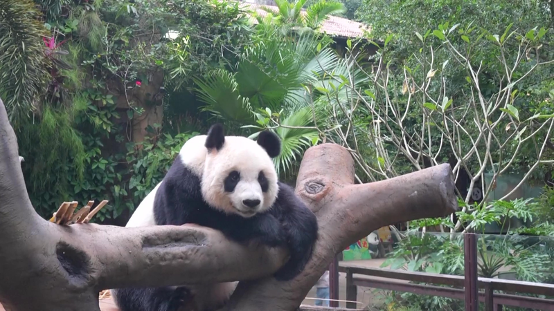 Panda_Life_in_Hainan__A_Glimpse_into_Conservation_Success_poster-1 - Khabar Asia Panda_Life_in_Hainan__A_Glimpse_into_Conservation_Success video poster