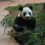 Panda_Life_in_Hainan__A_Glimpse_into_Conservation_Success_poster - Khabar Asia Panda_Life_in_Hainan__A_Glimpse_into_Conservation_Success video poster