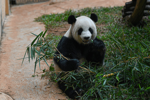 Panda Life in Hainan: A Glimpse into Conservation Success Panda_Life_in_Hainan__A_Glimpse_into_Conservation_Success video poster
