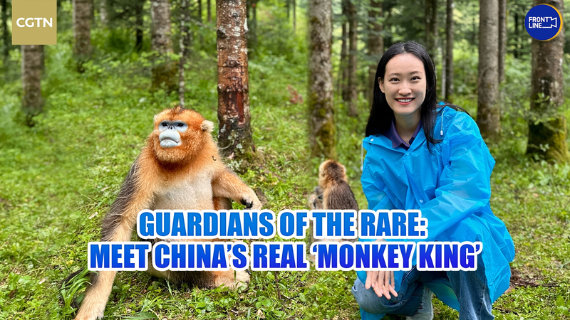 China’s ‘Monkey Kings’: Guardians of the Golden Snub-Nosed Primates China’s ‘Monkey Kings’: Guardians of the Golden Snub-Nosed Primates video poster