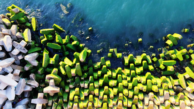 Qingdao_Breakwater_Turns_Green_as_Algae_Blooms_in_Summer_Heat