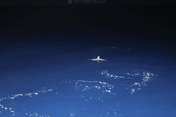 Rare Dolphin Hunt Caught on Camera Near China’s Xisha Islands Rare_Dolphin_Hunt_Caught_on_Camera_Near_China_s_Xisha_Islands video poster