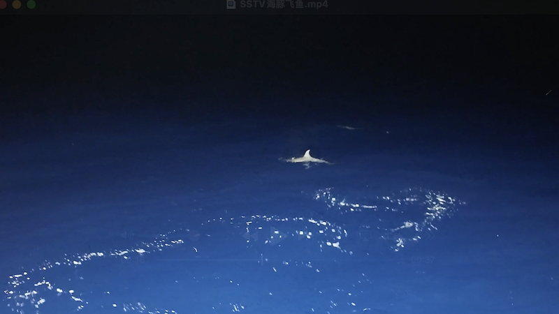 Rare_Dolphin_Hunt_Caught_on_Camera_Near_China_s_Xisha_Islands video poster