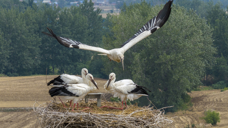 Rare Oriental Storks Thrive in Jiangsu’s Eco-Haven Rare_Oriental_Storks_Thrive_in_Jiangsu_s_Eco_Haven