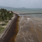 Record_Sargassum_Seaweed_Chokes_Caribbean__Threatens_Ecosystems