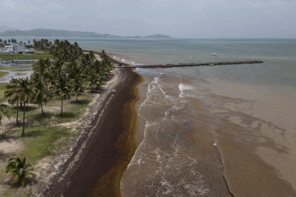 Record Sargassum Seaweed Chokes Caribbean, Threatens Ecosystems Record_Sargassum_Seaweed_Chokes_Caribbean__Threatens_Ecosystems
