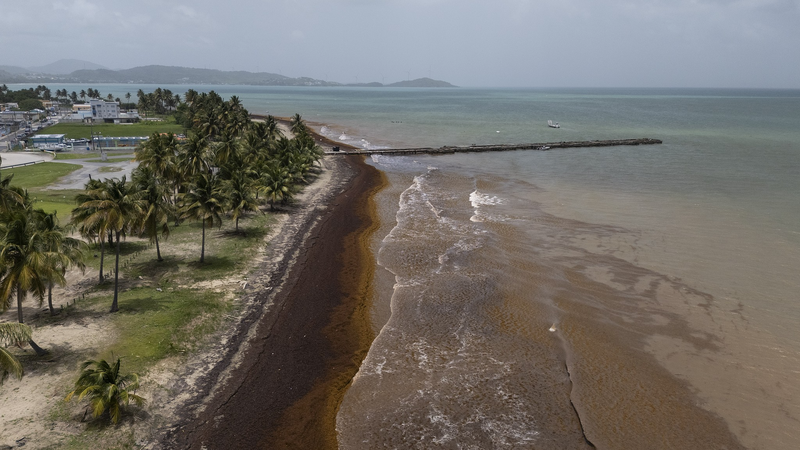Record_Sargassum_Seaweed_Chokes_Caribbean__Threatens_Ecosystems - Khabar Asia Record_Sargassum_Seaweed_Chokes_Caribbean__Threatens_Ecosystems