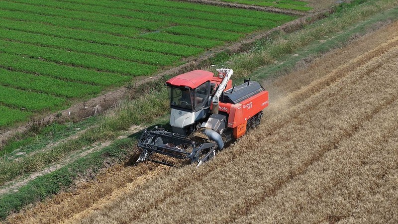 Grain in Ear: China’s Farmers Race Against the Rain Grain in Ear: China’s Farmers Race Against the Rain