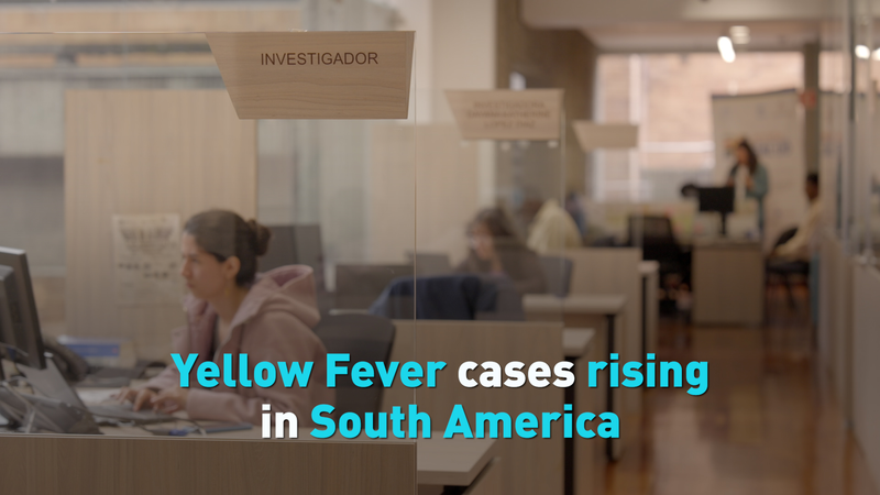 South America Faces Surge in Yellow Fever Cases: Health Alerts Issued South_America_Faces_Surge_in_Yellow_Fever_Cases__Health_Alerts_Issued video poster