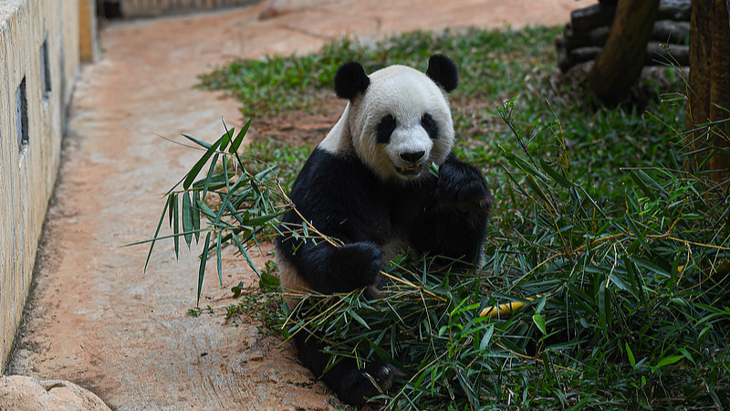 TH4JBBFJ2DVGYK5B29QU - Khabar Asia Panda Life in Hainan: A Glimpse into Gong Gong and Shun Shun’s World video poster